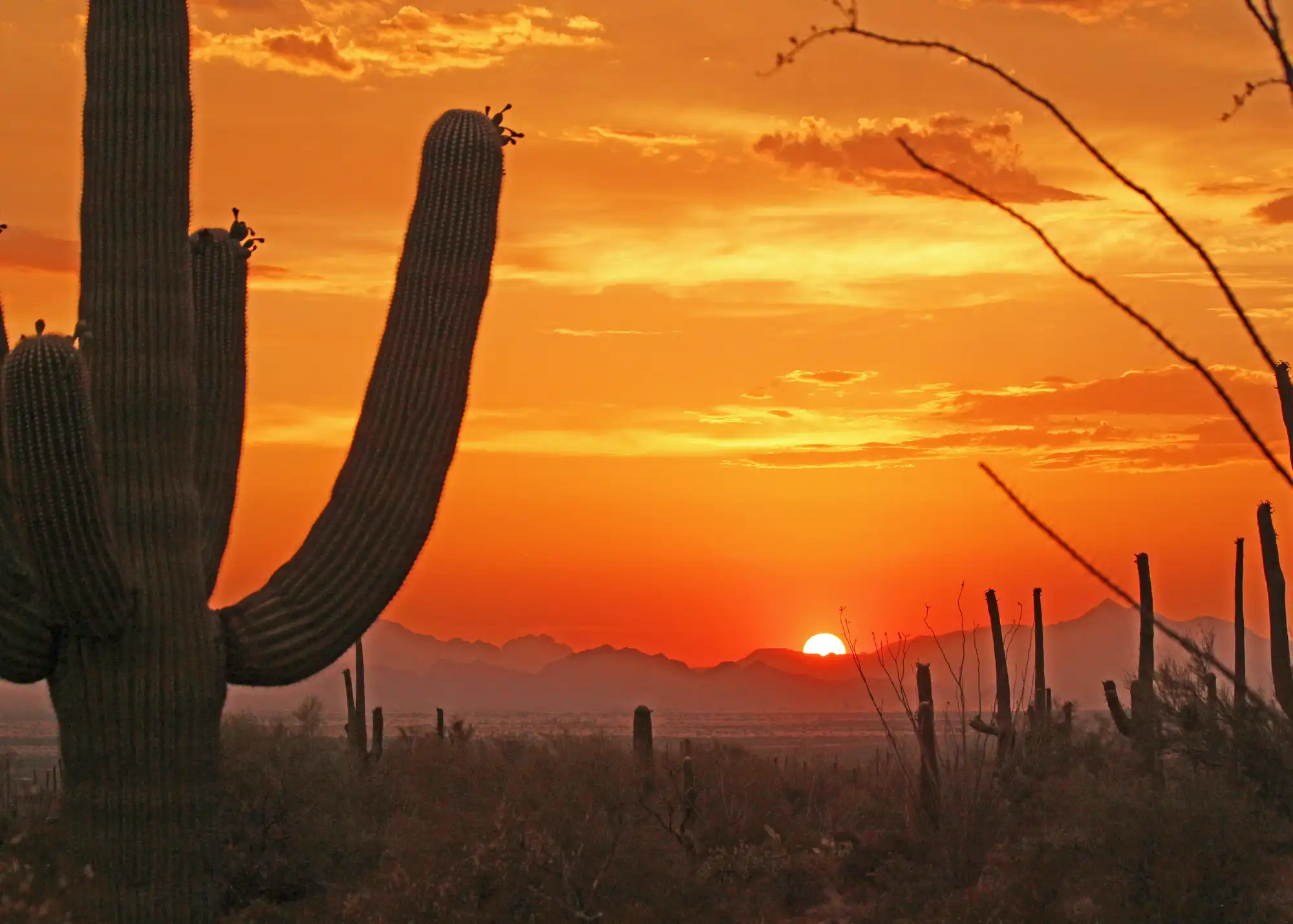 Tucson desert photo